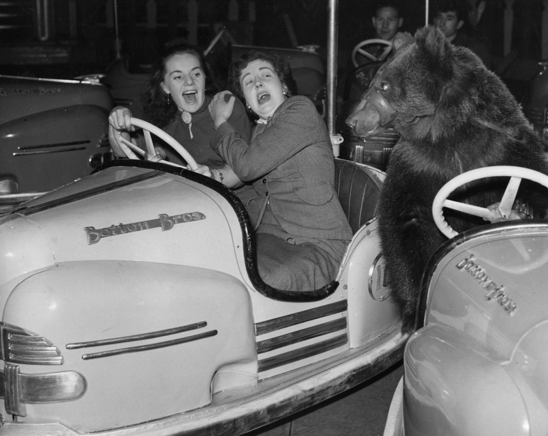 Illustration for article titled Strange Historic Photos Of Intelligent Animals